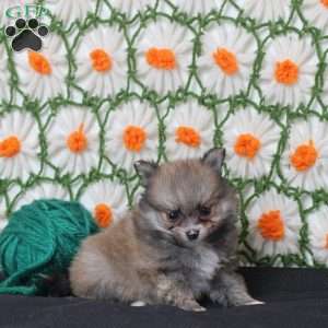 Kalani, Pomeranian Puppy